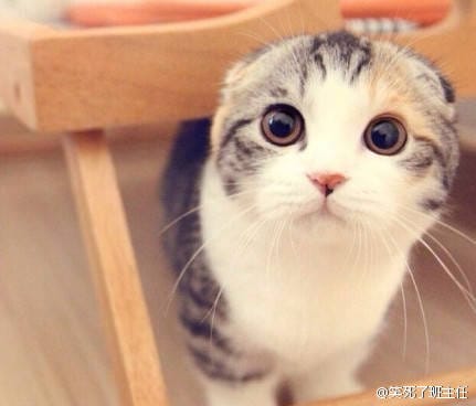 呜呜贝贝