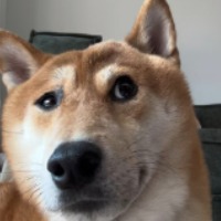 司危