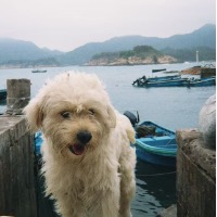 屁轰轰