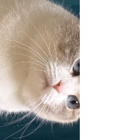 Wan