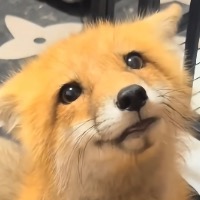 ymz_