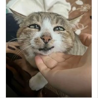 南贝查尔斯桃