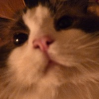 眠于花梦中