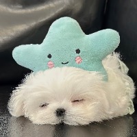 椰子比耶