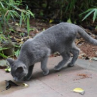 apk