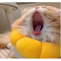 白雁