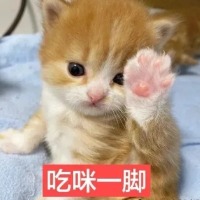 修猫不养猫.