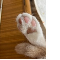 猕猴桃呀
