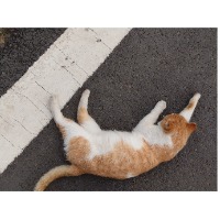啊猫