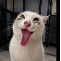 Z宁