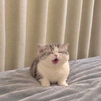 缄默
