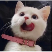 春祺